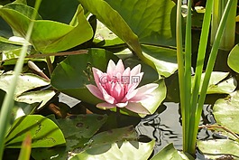 睡蓮,粉紅色,池塘