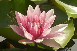 睡蓮,粉紅色,池塘