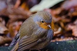 動物,禽,鳥嘴