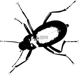 甲蟲,甲蟲，昆蟲,動(dòng)物