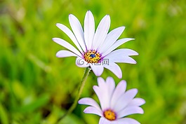 海角雏菊花,雏菊,美