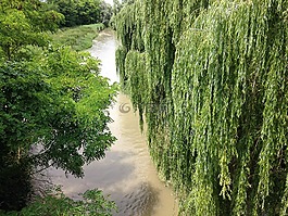 通道,波河,楊柳