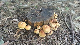 蘑菇,森林,樹