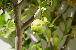 檸檬,水果,蔬菜