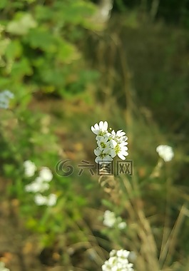 森林,鲜花,性质