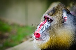 動物,特寫,可愛