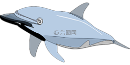 海豚,魚,海洋