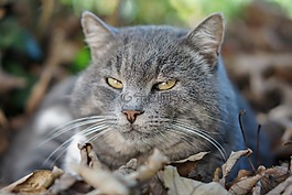 國內(nèi)的貓,動物醫(yī)院,動物