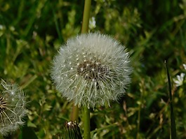花,蒲公英,種子