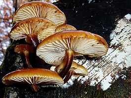 蘑菇,森林,秋季