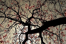 樹,花卉,性質(zhì)