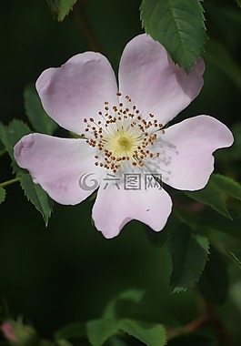白玫瑰,鮮花,性質(zhì)