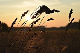 夏天,草甸,字段