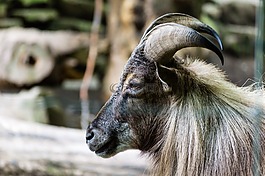 動物,特寫,山羊