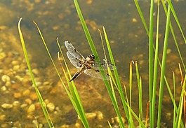 蜻蜓,池塘,昆蟲