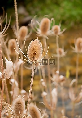 薊,自然,植物