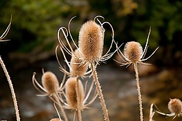 薊,自然,植物