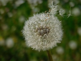 花,蒲公英,種子
