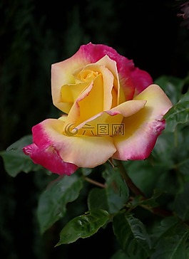 鮮花,玫瑰,性質(zhì)