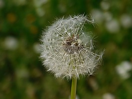 花,蒲公英,種子