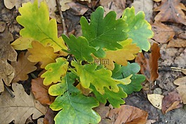 橡樹(shù)葉子,葉子,出現(xiàn)