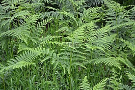 蕨类植物,林林下,绿色