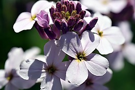 gilliflower,hespers matronalis,花