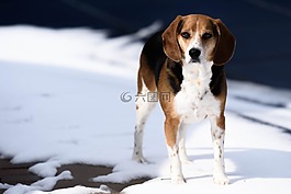 動物,小獵犬,品種
