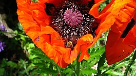 花,自然,花園