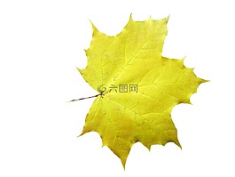 楓葉,葉子,出現(xiàn)