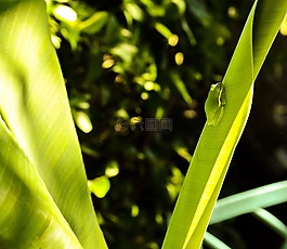 樹(shù)蛙,香蕉樹(shù),夏天