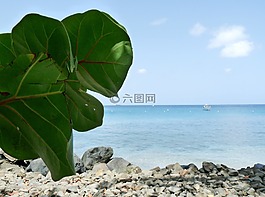 葡萄樹,葉子,加勒比海