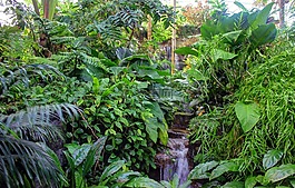 植物園,植物,自然