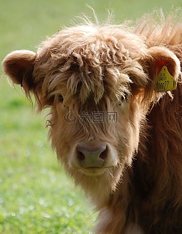 高原,牛,農(nóng)場動物