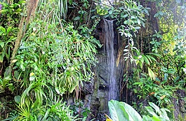 植物園,植物,自然