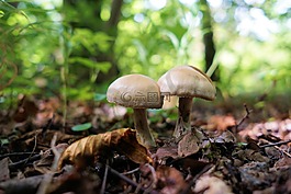 蘑菇,森林,性質(zhì)