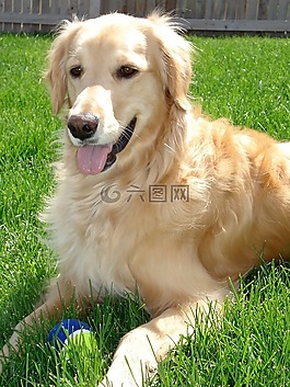 金毛尋回犬,狗,寵物