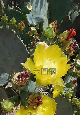 鮮花,自然,盛開