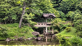 橋,森林,草