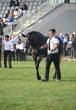 trakehner,联邦匹母马秀,显示的选育