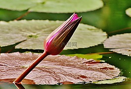 睡莲,水,芽