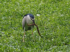 蒼鷺,黃鱔,獵食