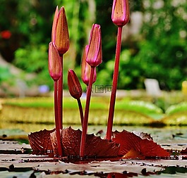 睡莲,水,芽