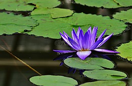 睡蓮,水,芽