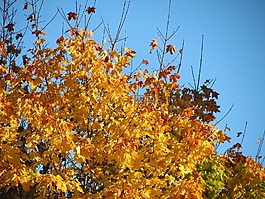 天空,藍色,秋
