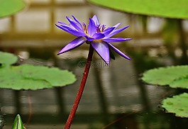 睡蓮,水,芽
