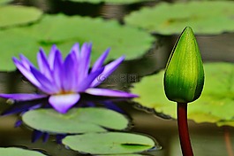 睡莲,水,芽