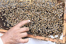 印度,蜜蜂,女王蜂