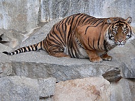 虎,野生動物,休息