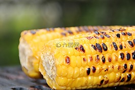 玉米,玉米棒,甜玉米
